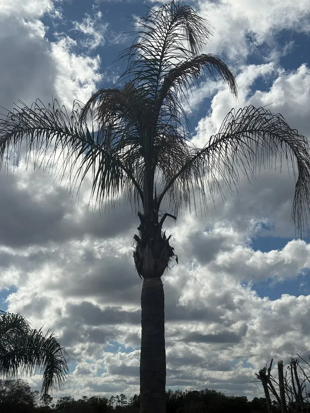 Tall palm tree silhouetted against a cloudy sky with patches of blue above a grassy landscape