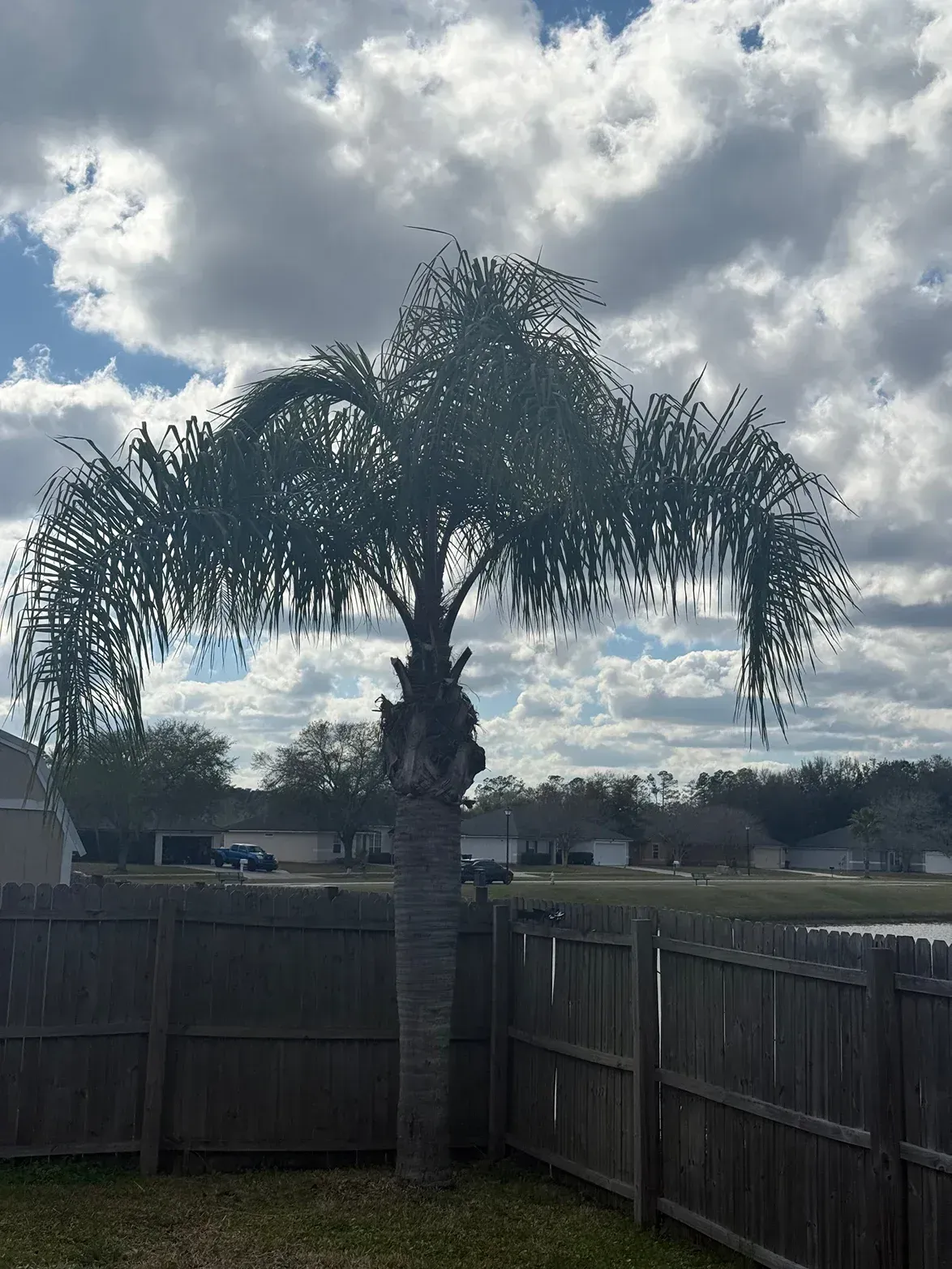 Tall palm tree in a fenced backyard under a cloudy sky at dusk