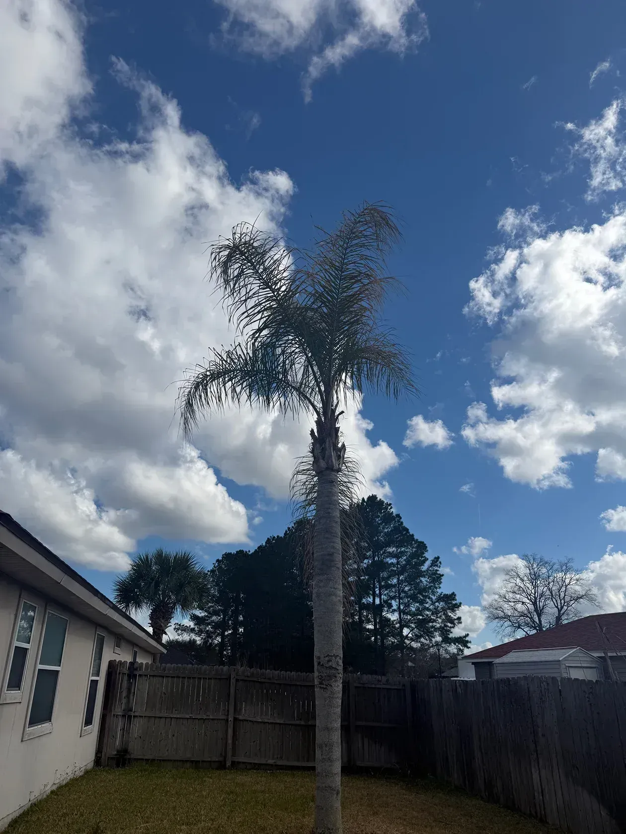 Tall palm tree in a backyard under a blue sky with scattered clouds.