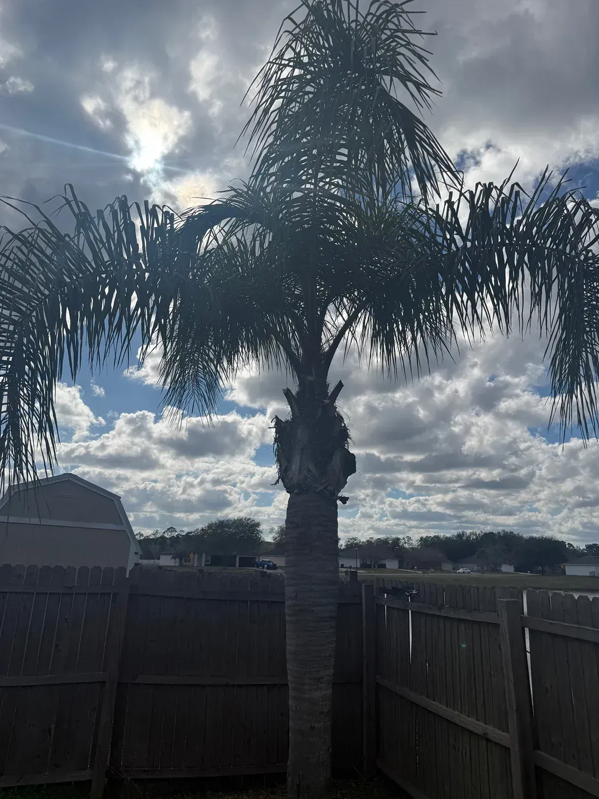 Tall palm tree in a fenced backyard under a cloudy sky