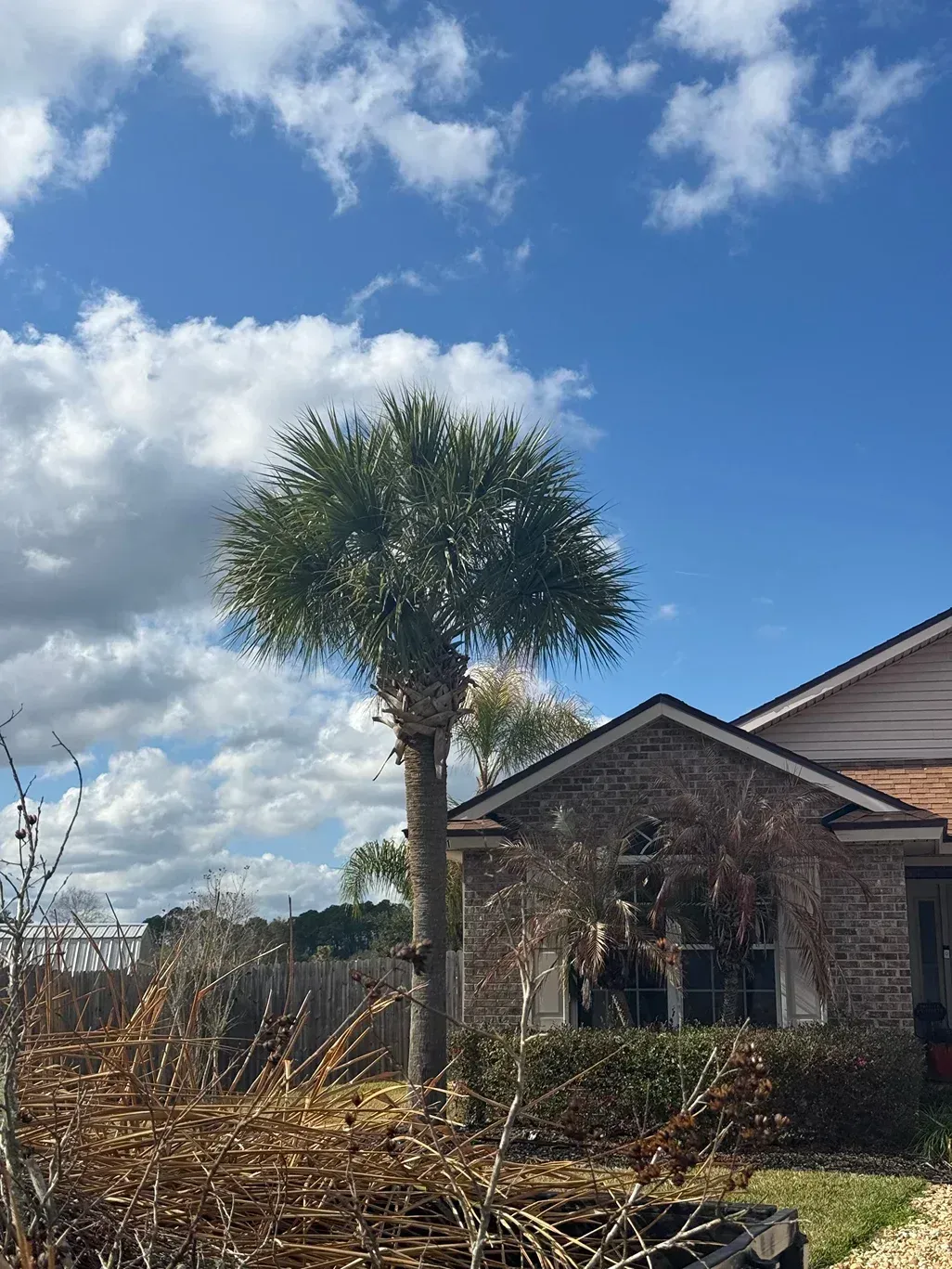 Palm tree in front of a brick house under a bright blue sky with clouds