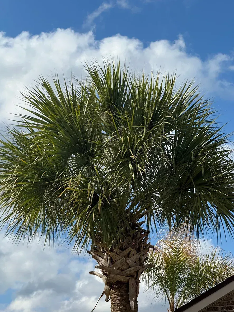 Palm tree against a partly cloudy blue sky