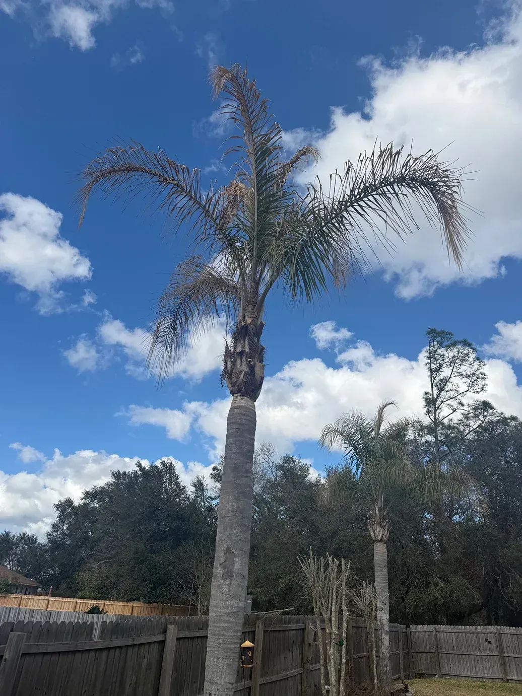 Tall palm tree against a blue sky with white clouds, above a wooden fence and trees.