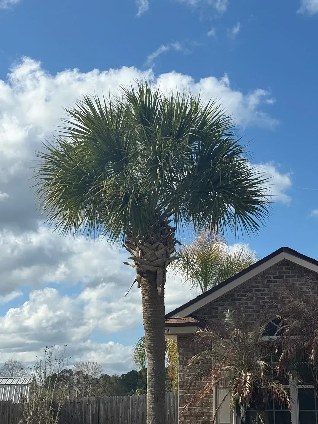 Tall palm tree beside a house under a blue sky with scattered clouds
