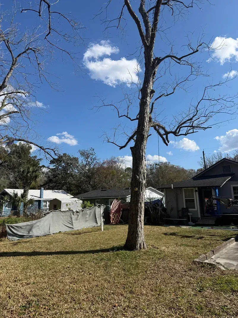 Backyard with a tall bare tree, grassy lawn, and houses under a blue sky with clouds