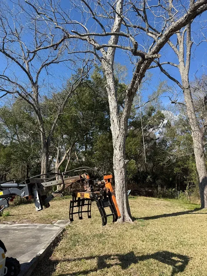 Tree removal equipment beside a tall leafless tree in a grassy yard under a blue sky