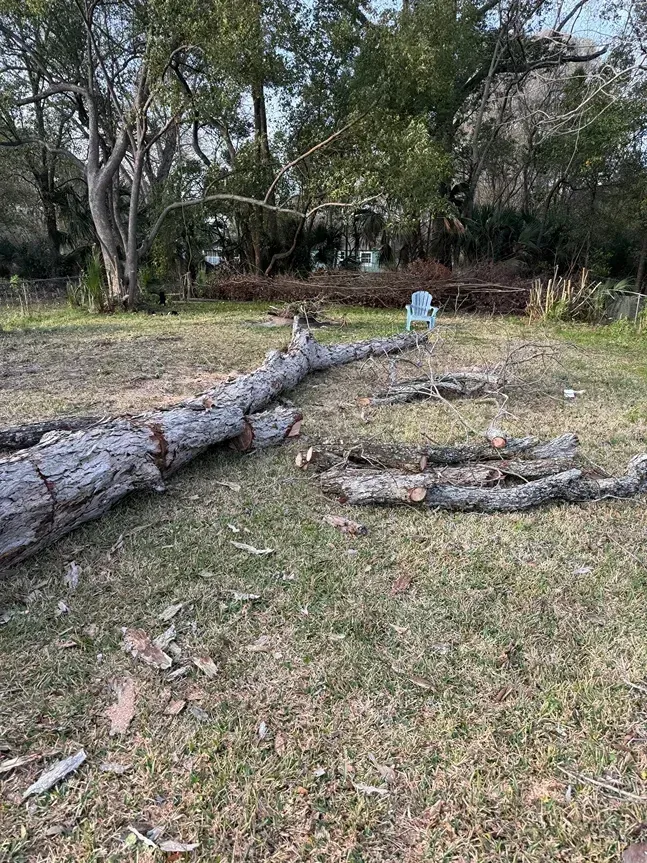 Cut logs and fallen tree trunks in a grassy wooded area with trees in the background
