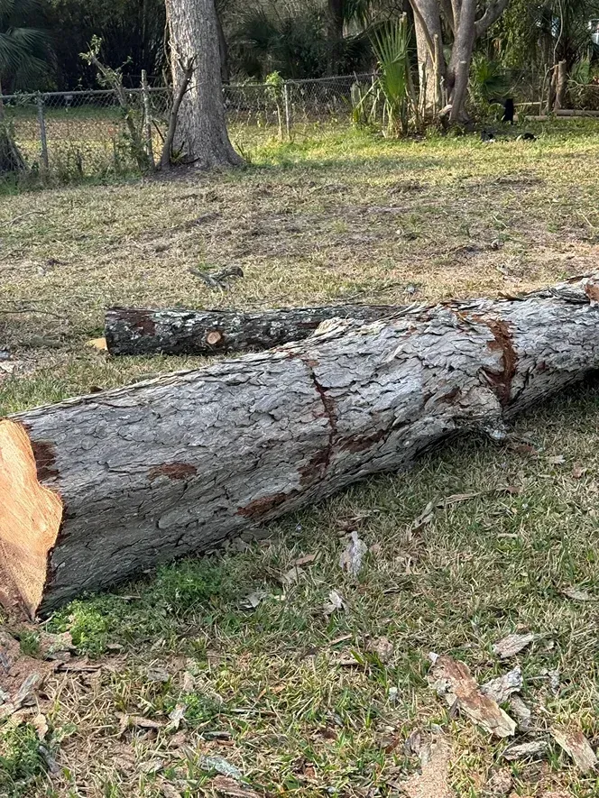 Large fallen tree trunk on grass in a wooded yard, with cut log sections nearby.
