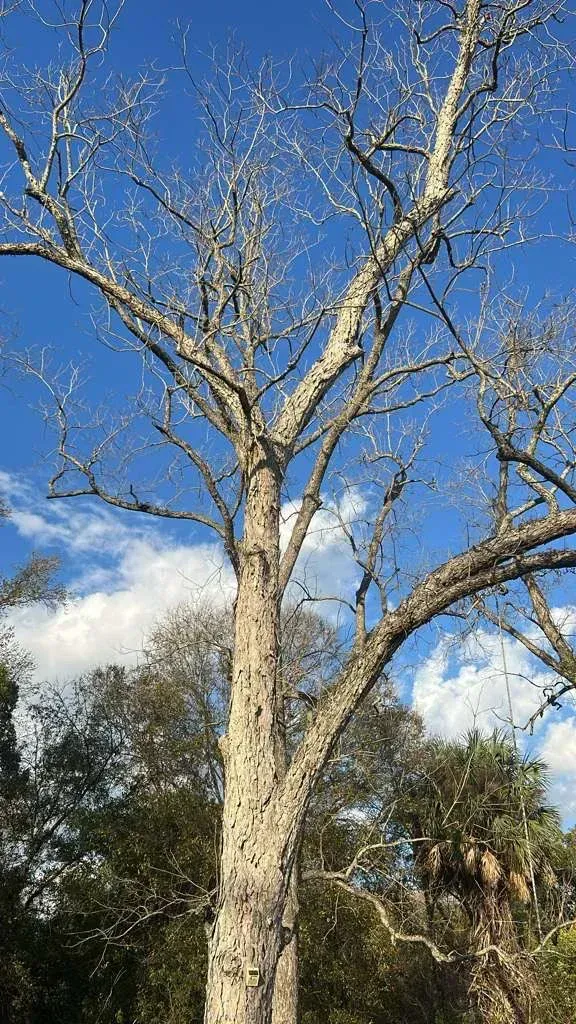 Tall leafless tree against a blue sky with scattered clouds and surrounding greenery