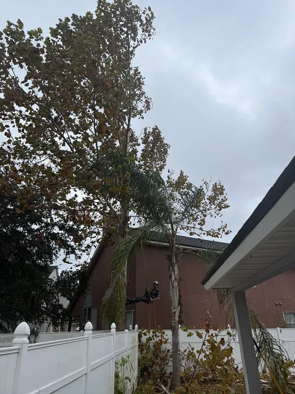 Tall trees, white fence, and a brown building beneath a cloudy sky.