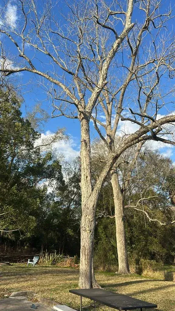 Leafless trees in a sunny park under a clear blue sky, with a bench in the foreground