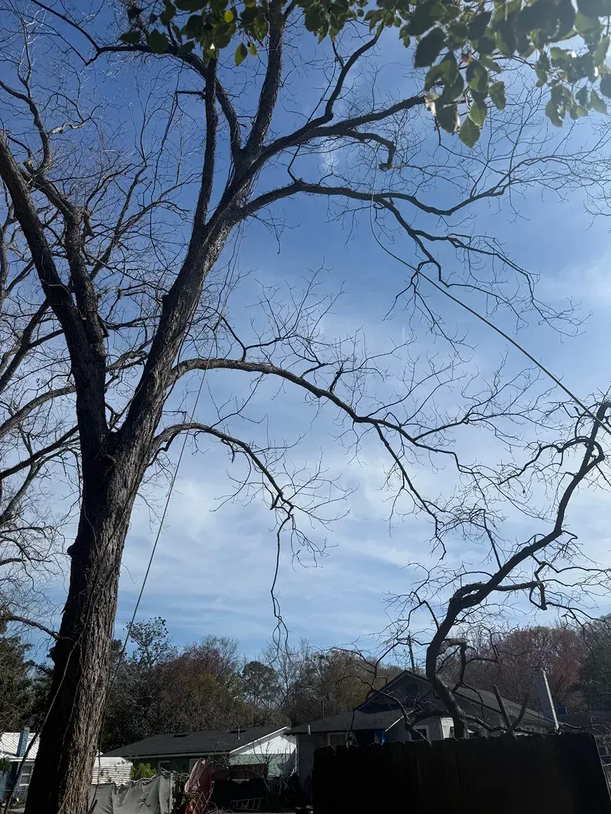 Leafless trees silhouetted against a blue sky above a quiet yard and rooftops