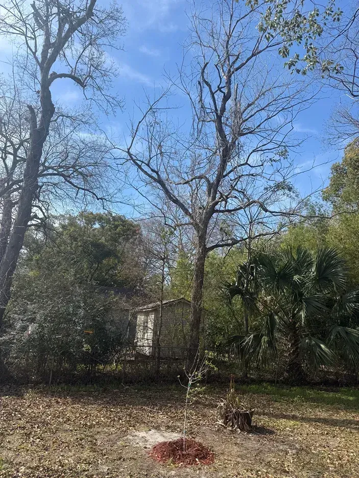 Leafless trees in a sunny yard with shrubs, a small house partly visible in the background.