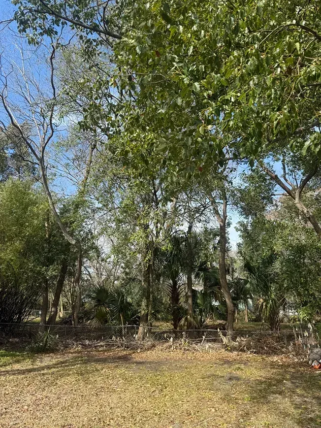 Wooded clearing with tall green trees and dry grass under a bright blue sky