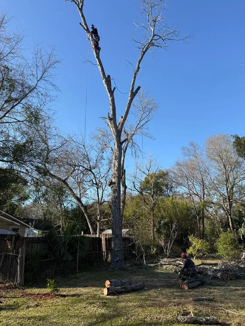 Tall leafless trees in a backyard, with a person cutting a fallen trunk near a fence and house.