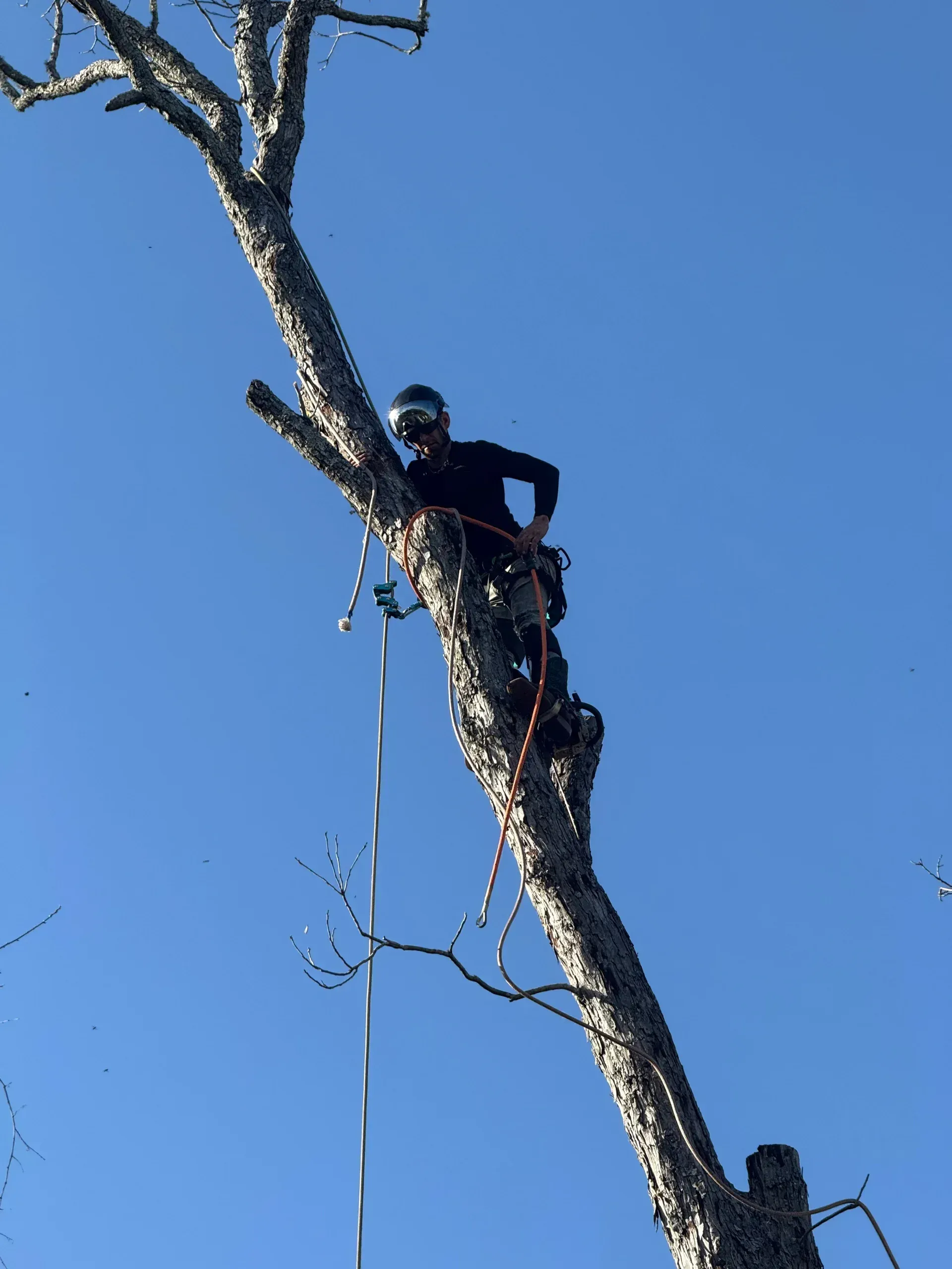 Tree worker climbing a tall tree against a clear blue sky, secured with ropes and safety gear