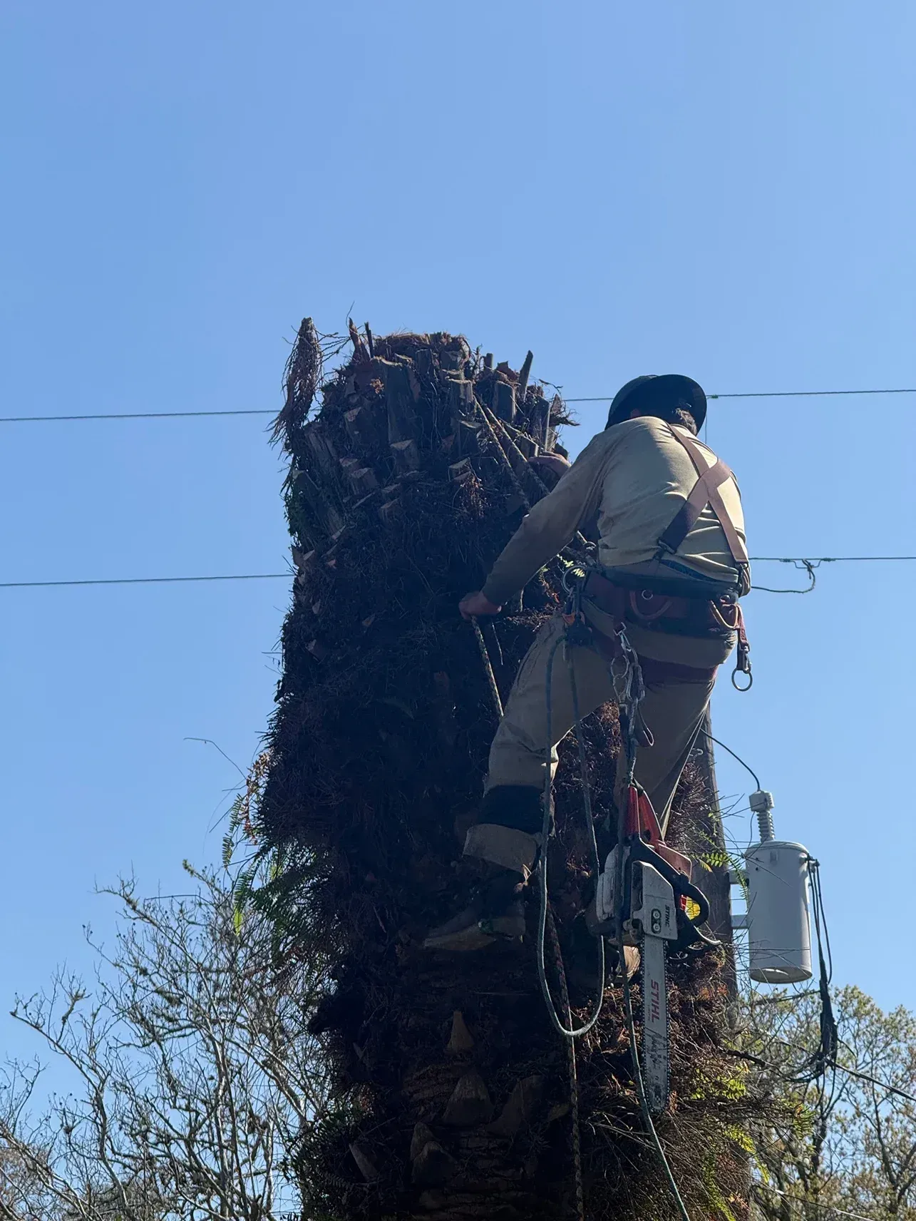 Worker trimming a tall tree with a chainsaw near power lines on a clear day
