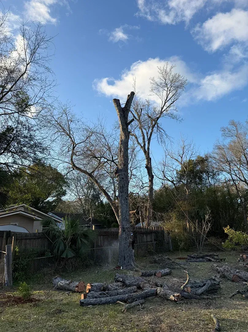 A tall, leafless tree stump in a yard after a storm, with fallen branches under a blue sky