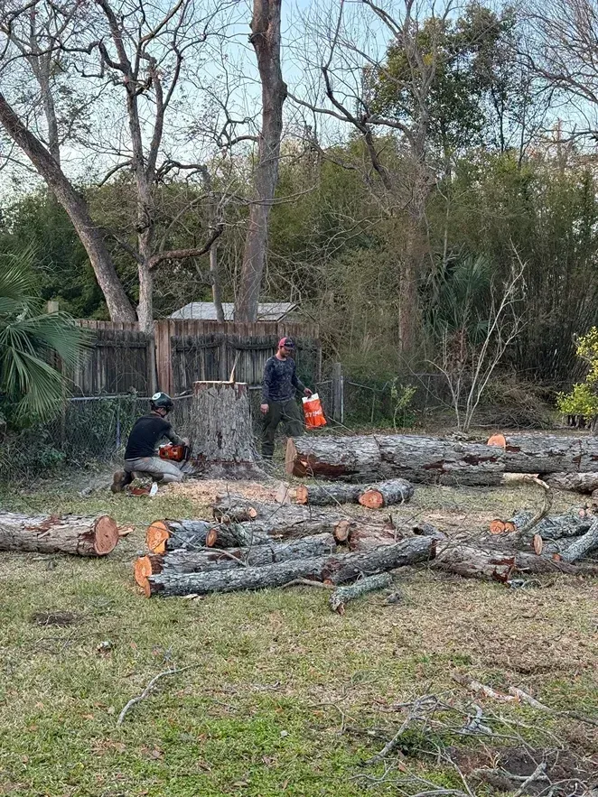 Workers cutting and stacking felled logs in a backyard near a wooden fence and trees.