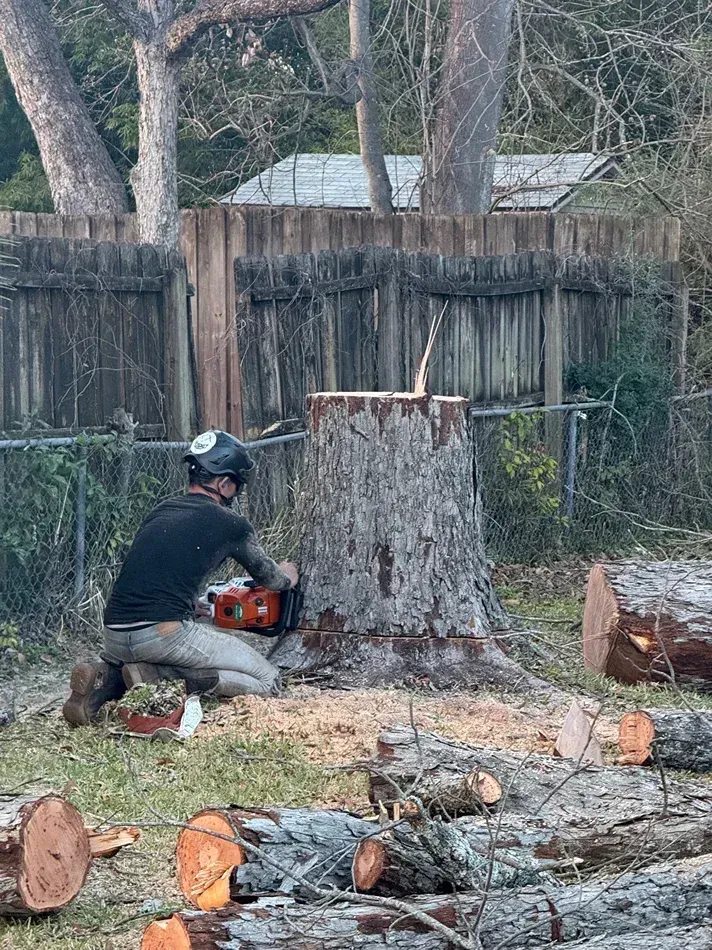 Person kneels by a large stump, using a chainsaw to cut wood in a fenced yard with logs scattered around.