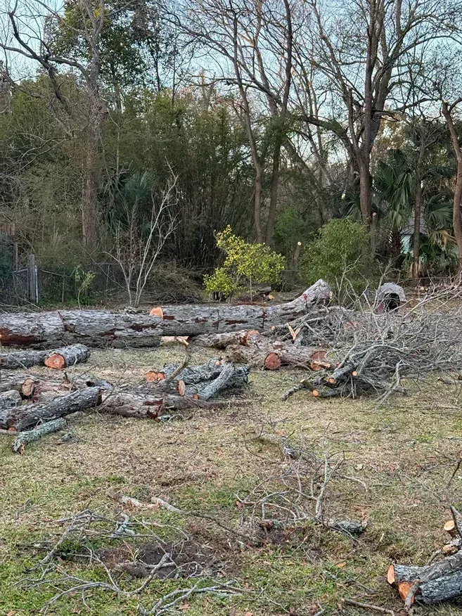 Stacked cut tree trunks and branches in a grassy wooded area.