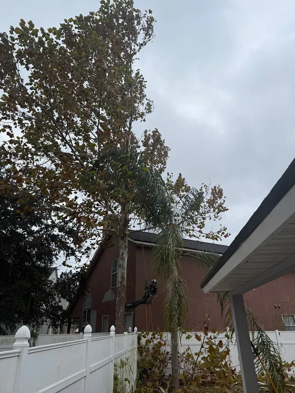 Tree beside a red brick building and white fence under a cloudy sky