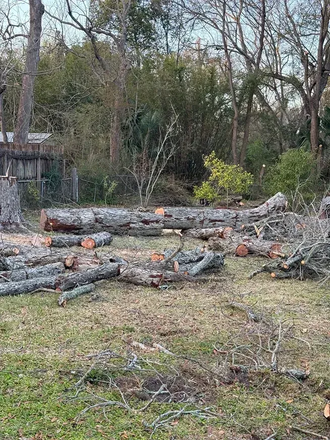 Piles of cut tree logs and branches stacked in a wooded yard with bare winter trees.