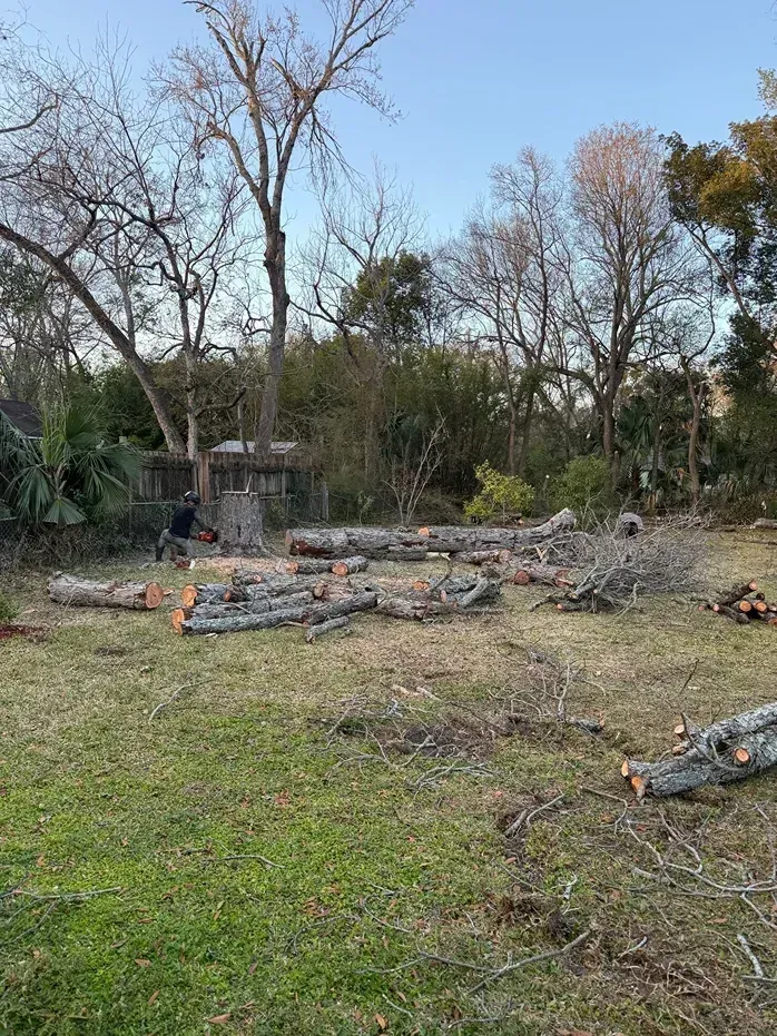 Cleared yard with cut tree logs and branches scattered on grass near a small house and bare trees