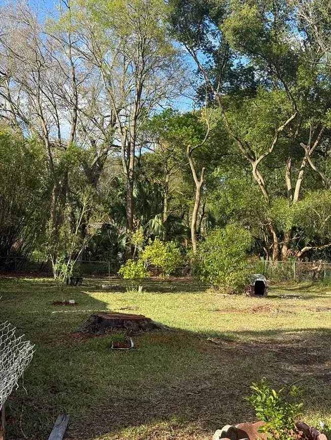 Sunny wooded clearing with trees, green grass, and a small black object near the center-right.
