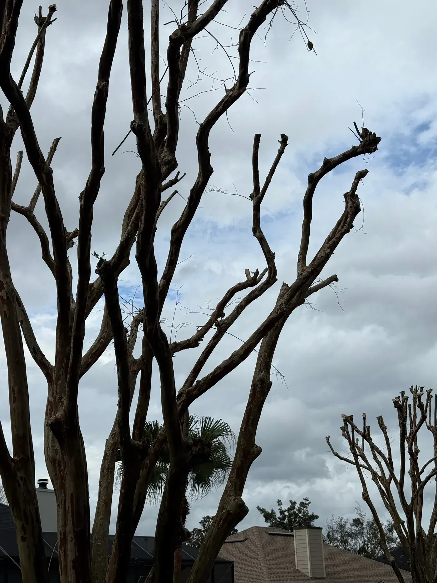 Leafless trees against a cloudy gray sky in a landscaped area