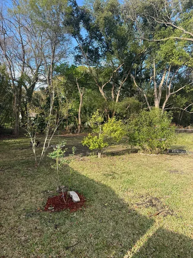 Sunlit backyard lawn with trees, shrubs, and a small young plant in the foreground