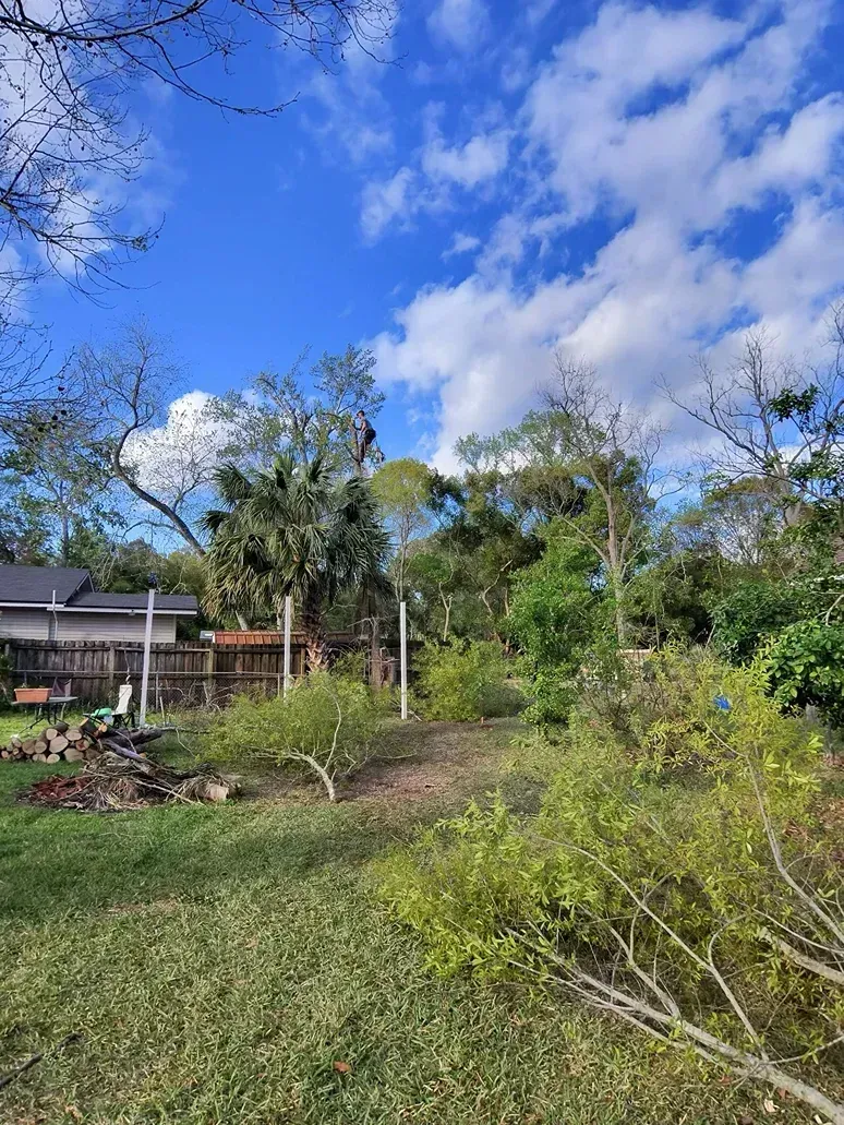 Sunny backyard with green grass, trees, shrubs, and a partly cloudy blue sky