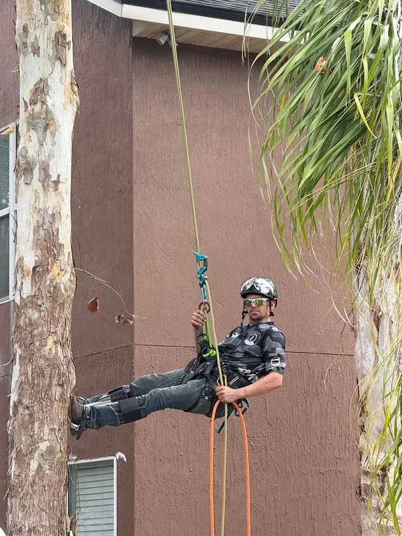 Person in dark gear rappels down a tall building, suspended by ropes near a tree.