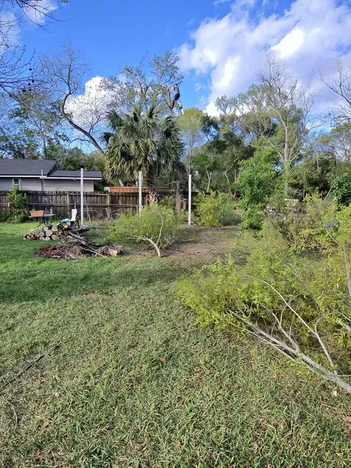 Lush backyard garden with palms, shrubs, a house, and blue sky with clouds