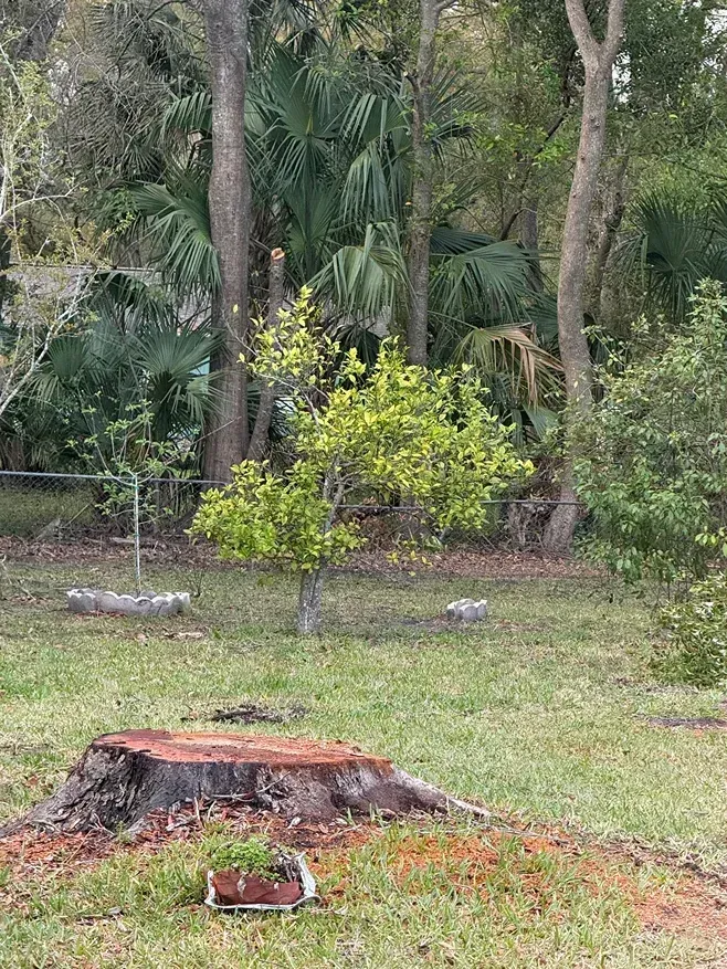 Grassy yard with a tree stump, small potted plant, and dense tropical trees in the background