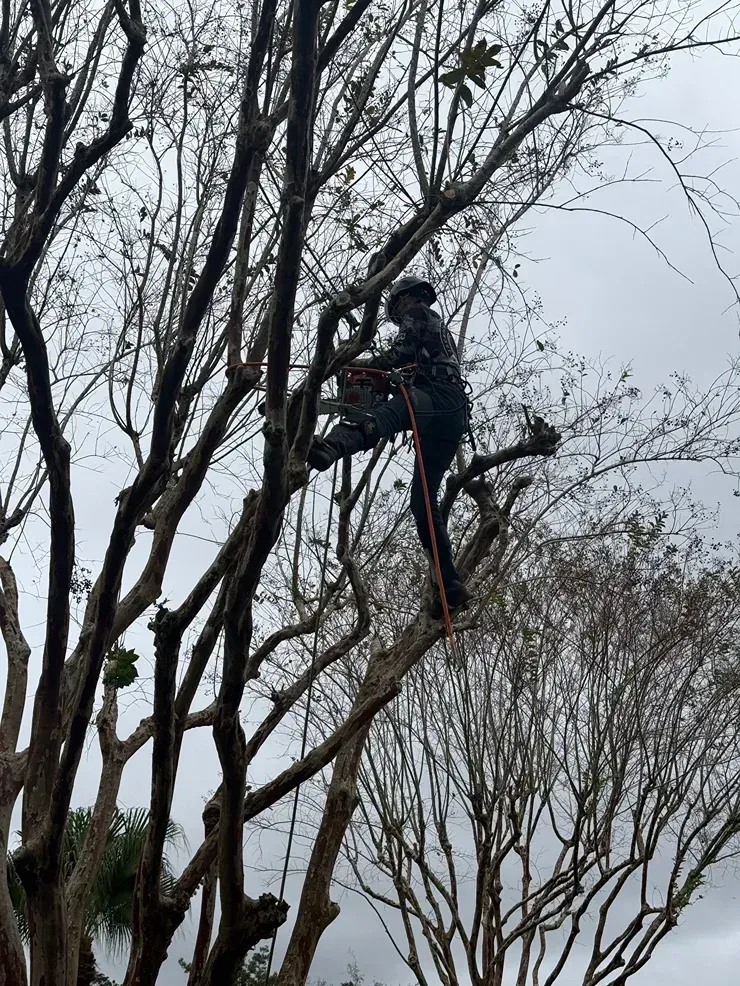 Person pruning a tall tree with a chainsaw on an overcast day
