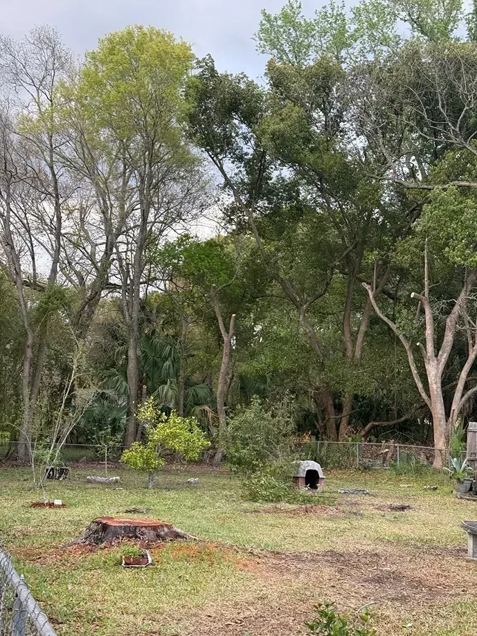 Grassy wooded clearing with scattered trees, a small fire pit, and a white bucket in the center