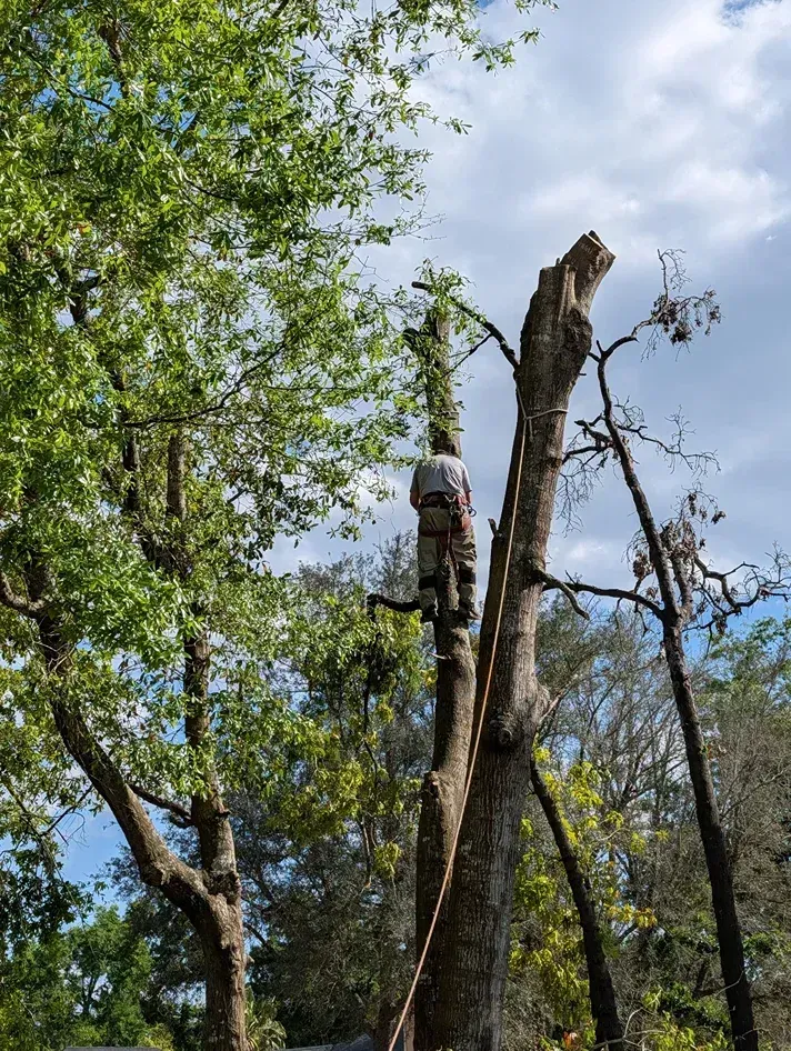 Person cutting a tall dead tree among green forest trees under a blue sky