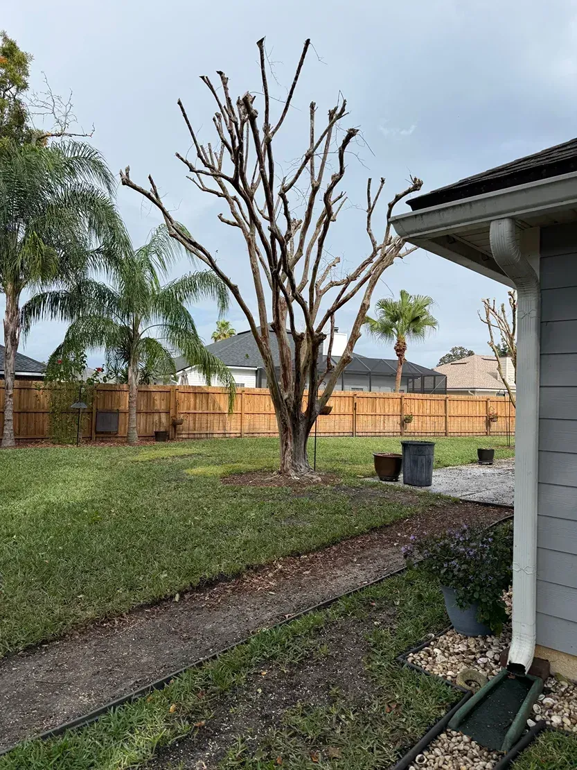 Backyard with a pruned tree, grass lawn, wooden fence, and house edge under cloudy skies