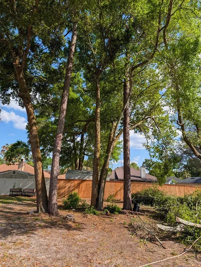 Tall trees in a dry yard with a brick wall and blue sky in the background
