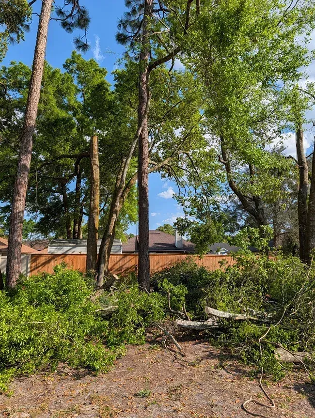 Cleared lot with cut tree trunks, fallen branches, and dense green trees under a blue sky.