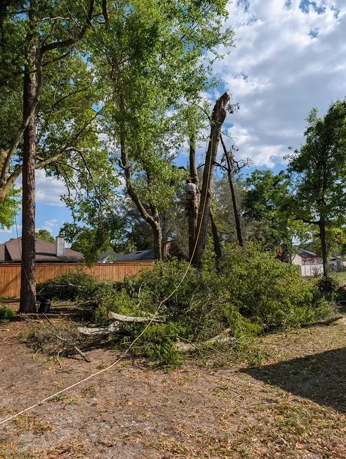 Storm-damaged tree fallen in a yard with broken branches and debris under a blue sky