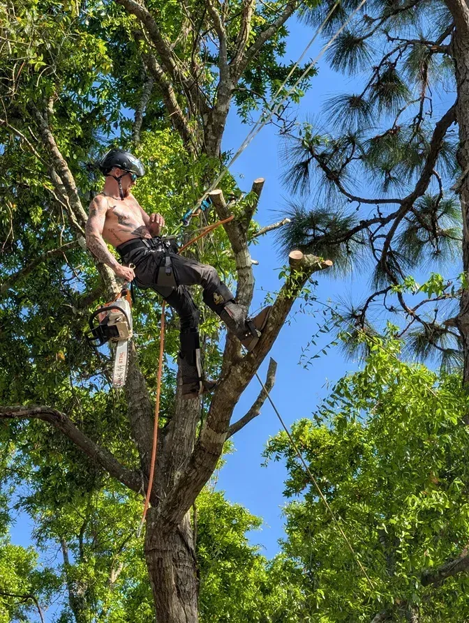 Person in a safety harness trimming a tall tree against a blue sky.