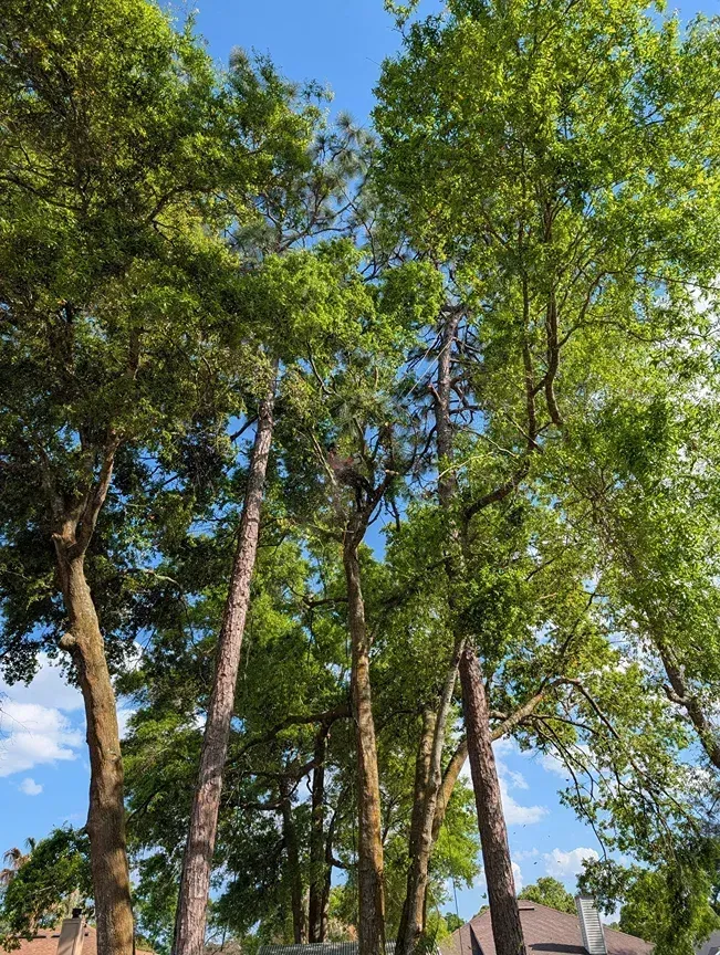 Tall green trees against a bright blue sky with scattered clouds