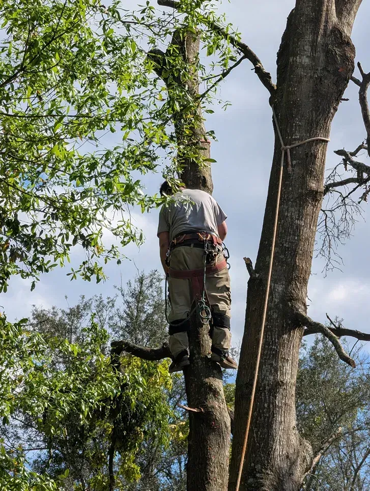 Worker wearing safety gear climbs a tree with a chainsaw, surrounded by green leaves and branches.