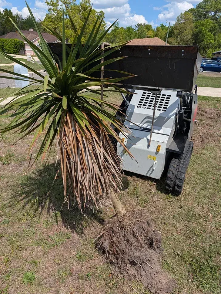 Small skid-steer loader beside a spiky yucca plant in a grassy yard, pulling up roots.