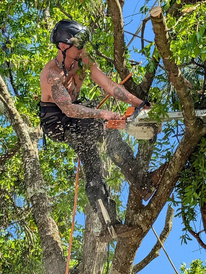 Tree trimmer in a helmet and harness cutting a branch with a chainsaw, wood chips flying.