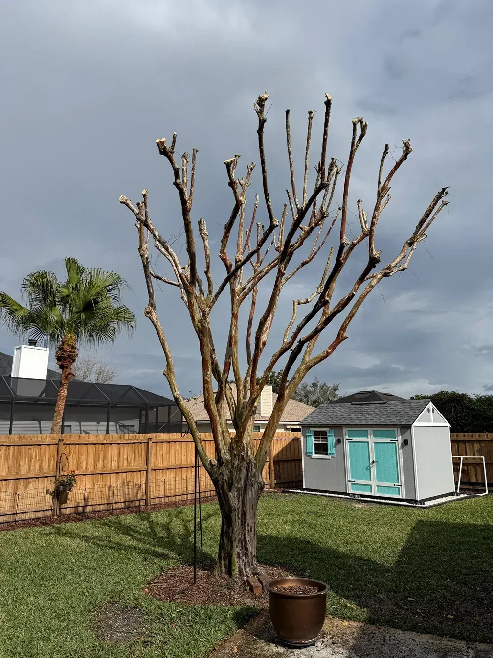 Leafless pruned tree in a backyard garden with a wooden fence and cloudy sky