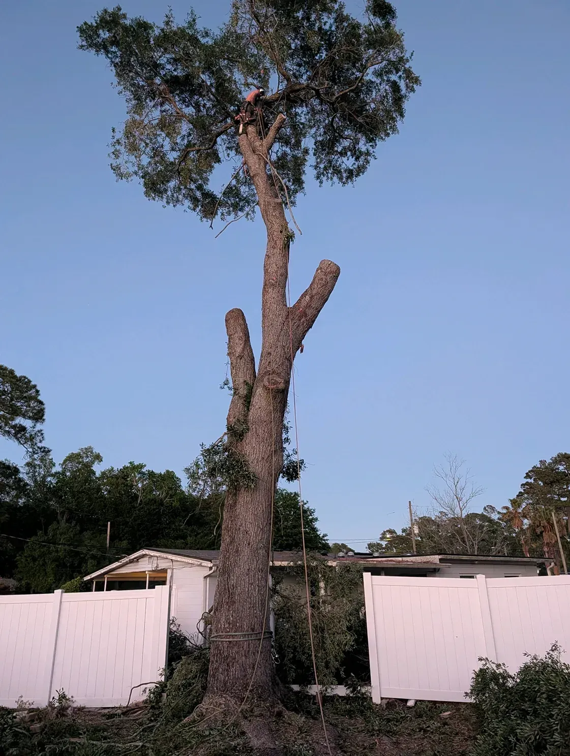 Tall trimmed tree in a yard behind a white fence under a clear blue sky