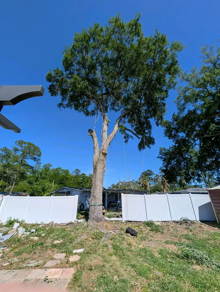 Tall tree in a yard with a white fence under a clear blue sky